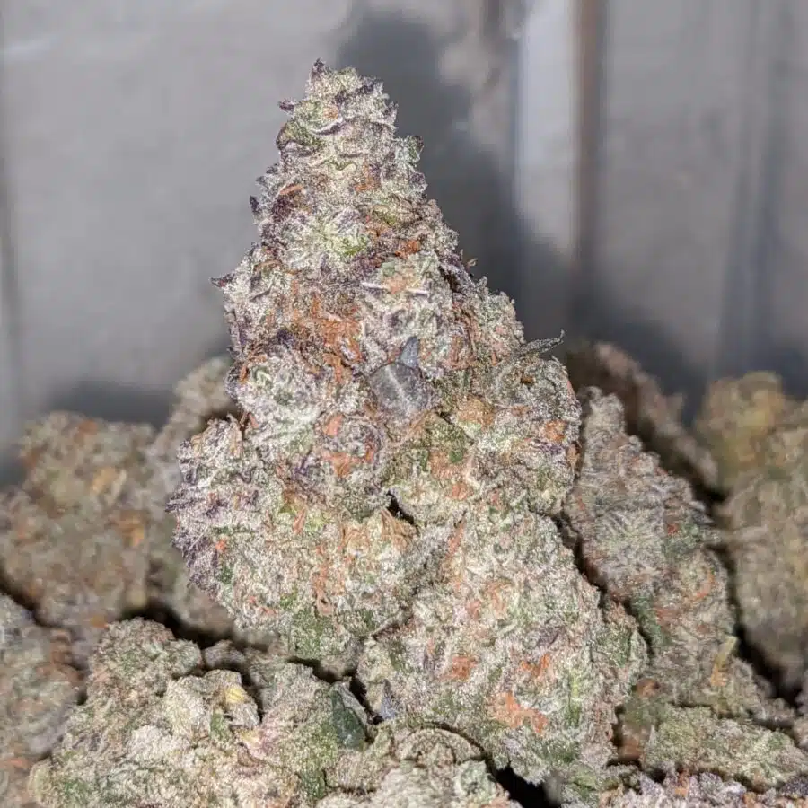 kush mintz dod 2 1 I Kush Mintz - *Deal Of The Day