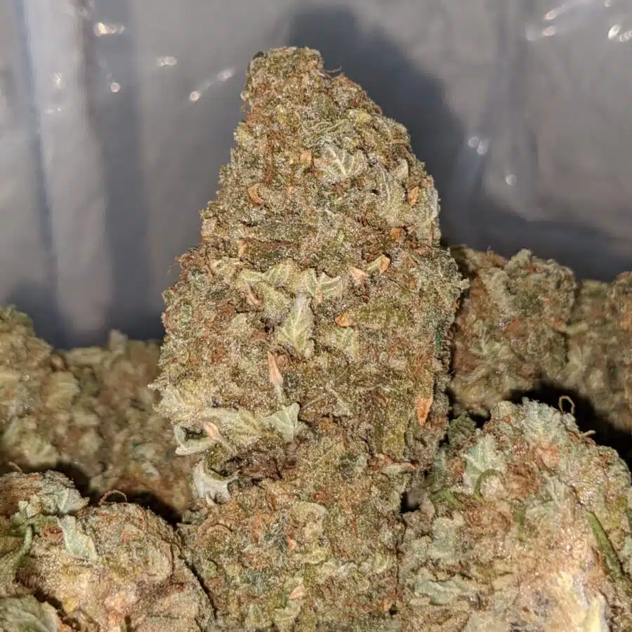 lemon thai bulk special 1 I Lemon Thai Bulk Special