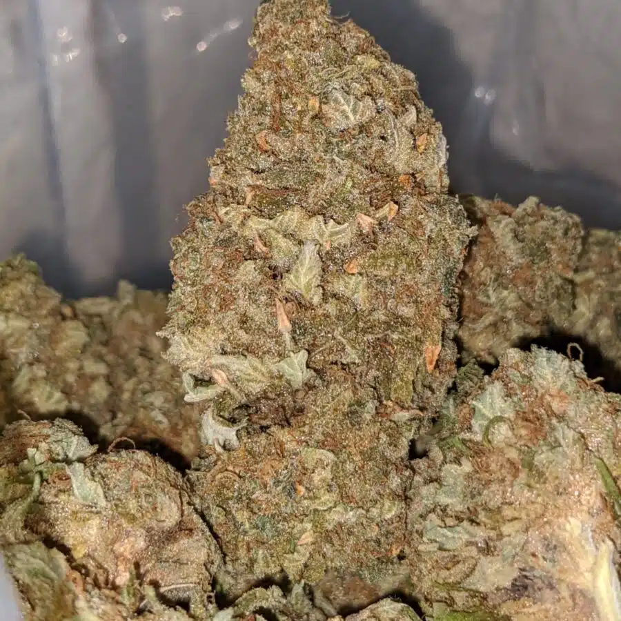 lemon thai bulk special 2 I Lemon Thai Bulk Special