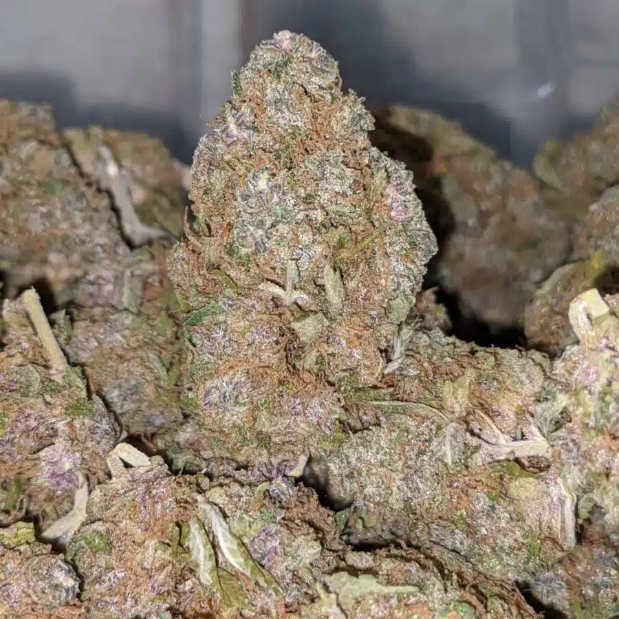 mint chipz dod 1 I Mint Chipz - *Deal Of The Day*