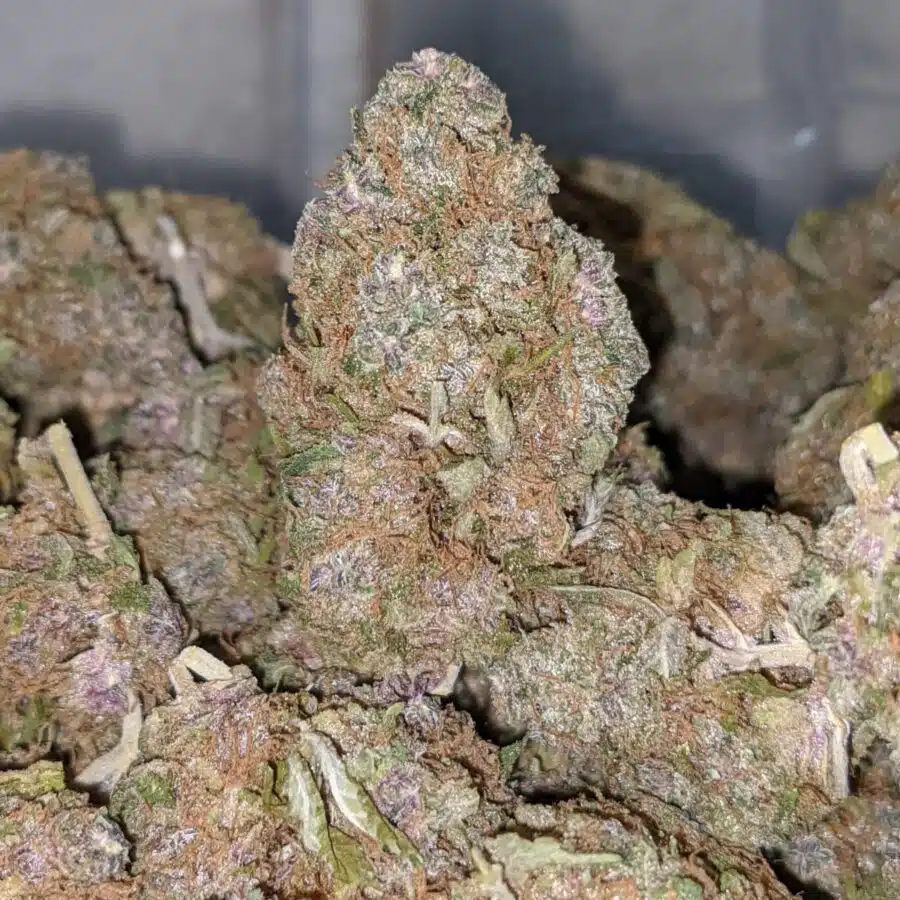 mint chipz dod 2 I Mint Chipz - *Deal Of The Day*