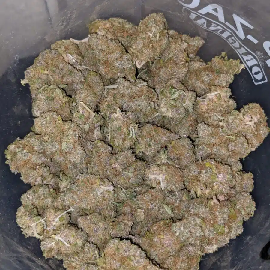 mint chipz dod 4 I Mint Chipz - *Deal Of The Day*