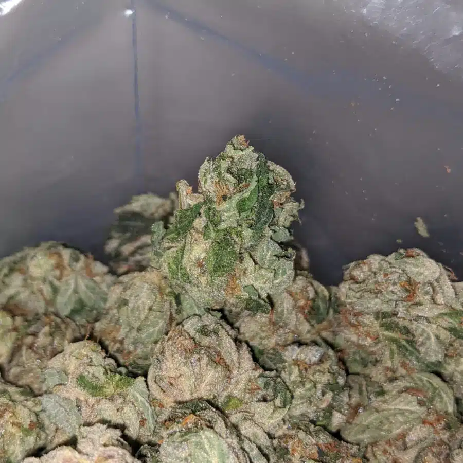 og kush deal of the day 3 I OG Kush - *Deal of the Day*