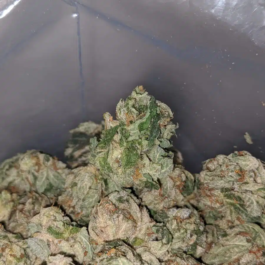 og kush deal of the day 4 I OG Kush - *Deal of the Day*