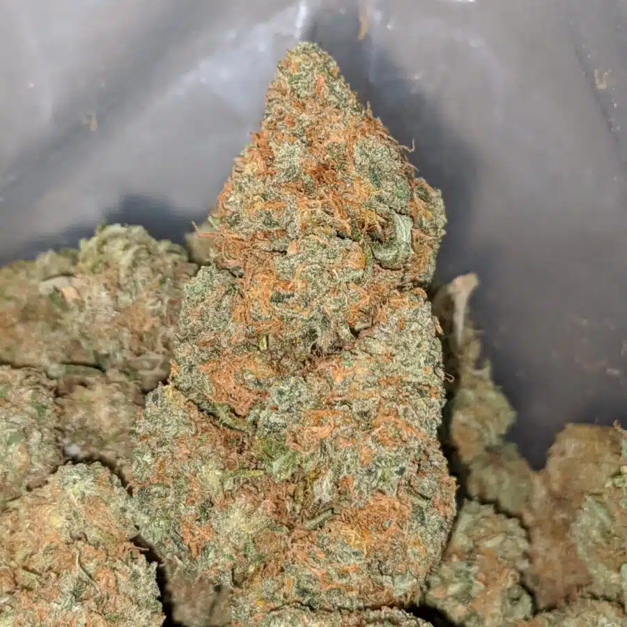 orange cream dod 1 I Orange Cream - *Deal Of The Day*