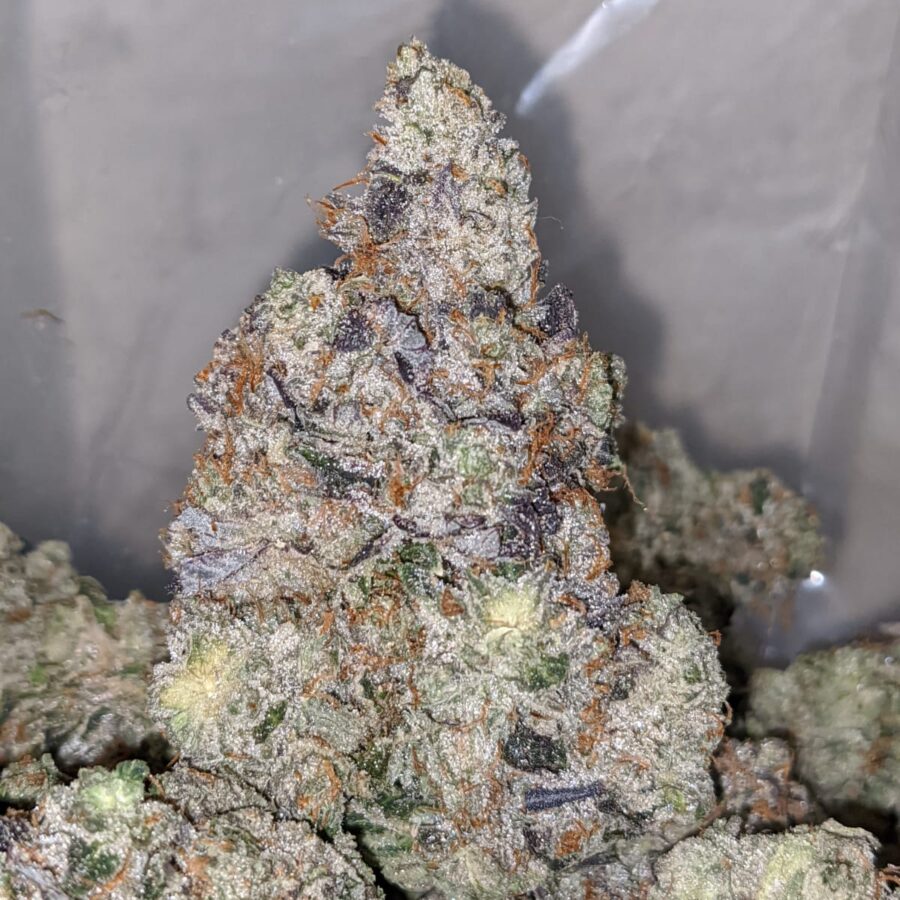 pink panther aaaa 2 I Pink Panther AAAA+