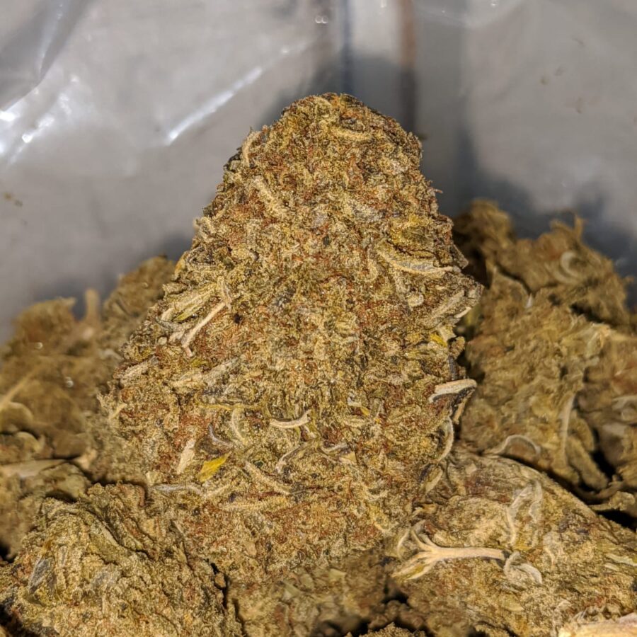 poison aa 1 I Poison AA+