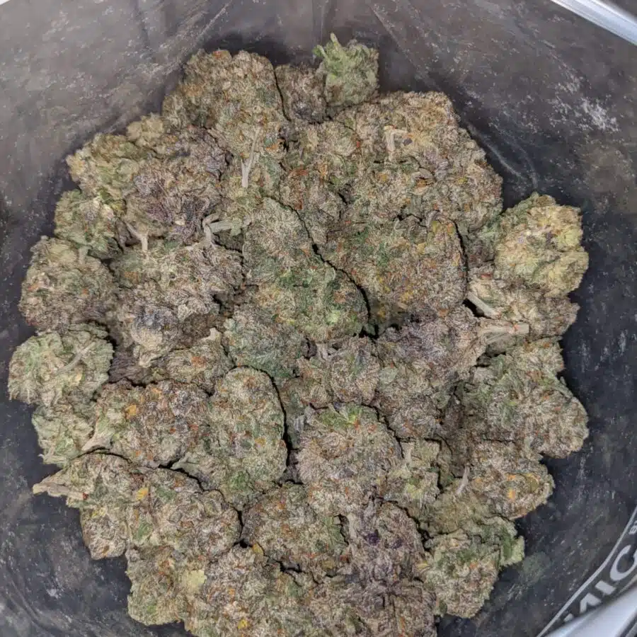 purple diesel 4 I Purple Diesel