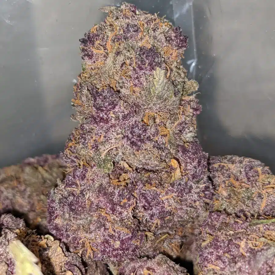 purple huckleberry 1 I Sweet Island Haze