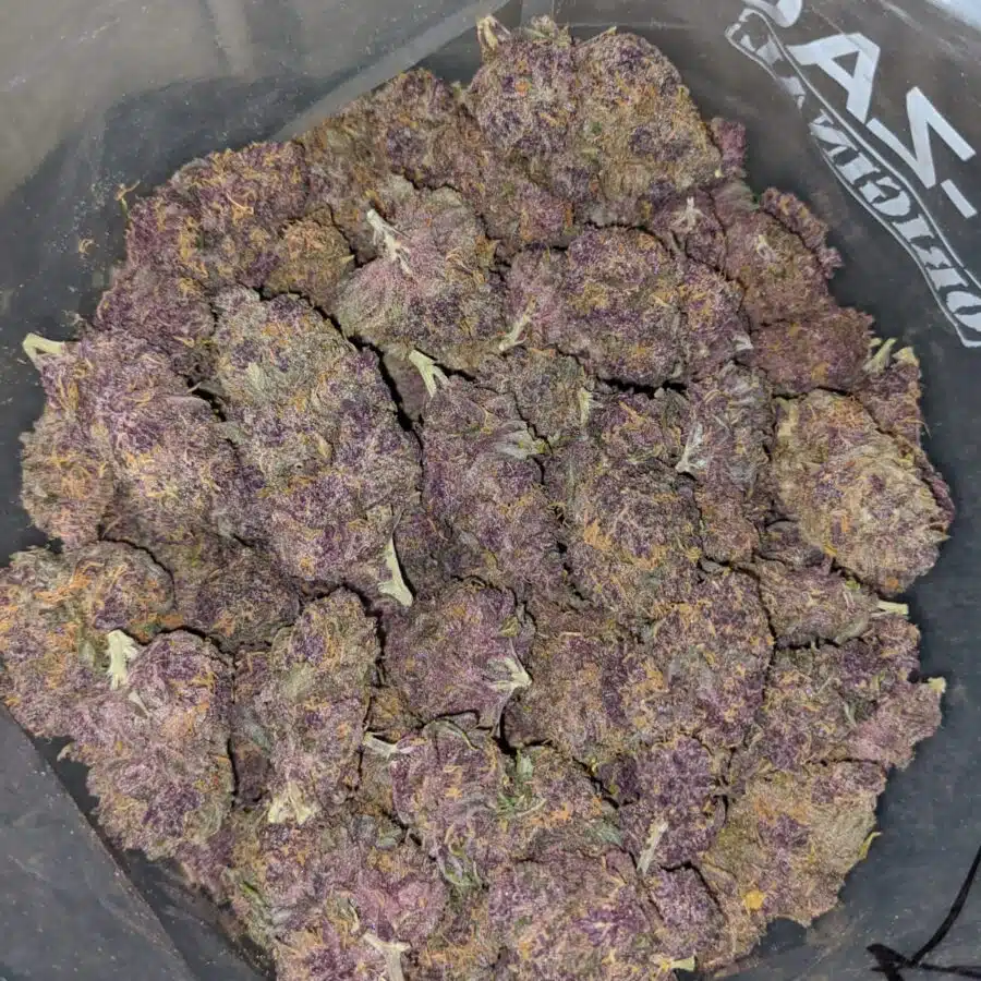 purple huckleberry 3 I Sweet Island Haze