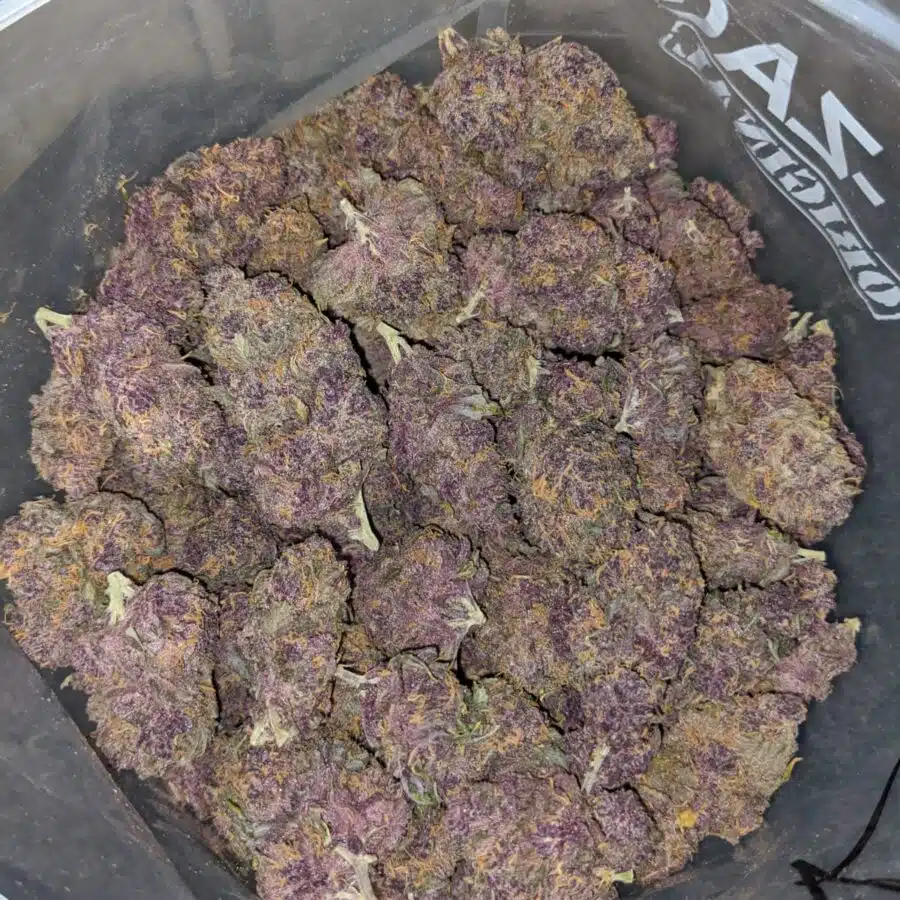 purple huckleberry 4 I Sweet Island Haze