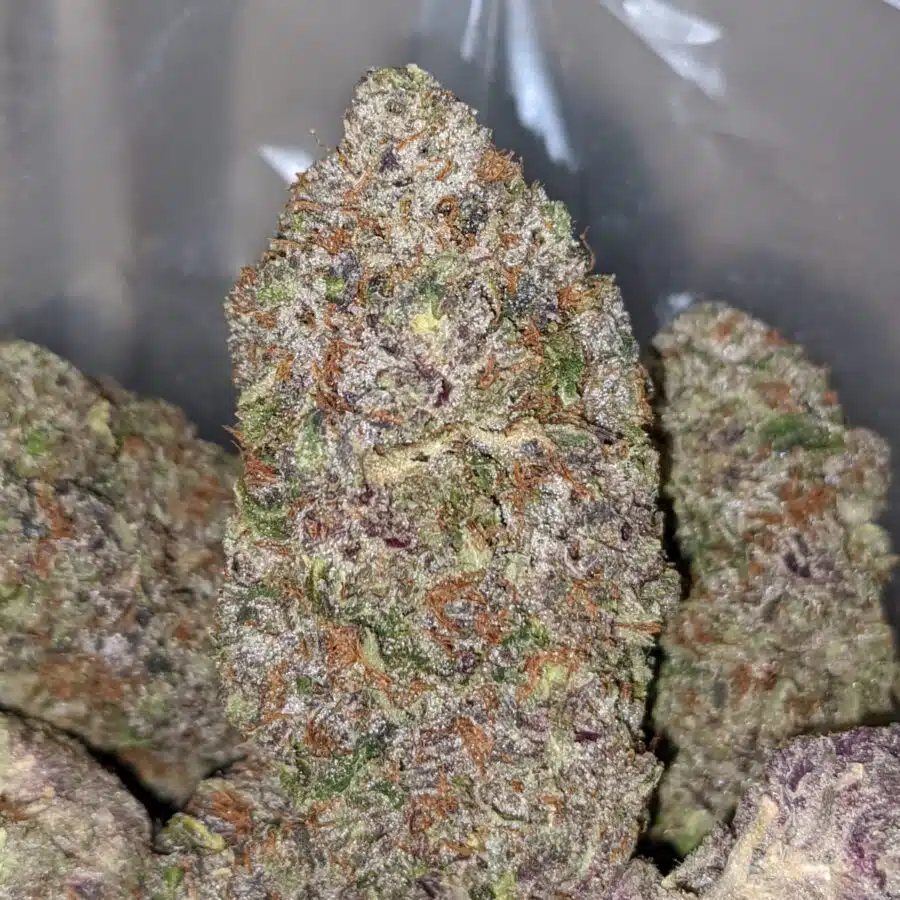 purple tuna aaaa 1 I Purple Tuna AAAA+