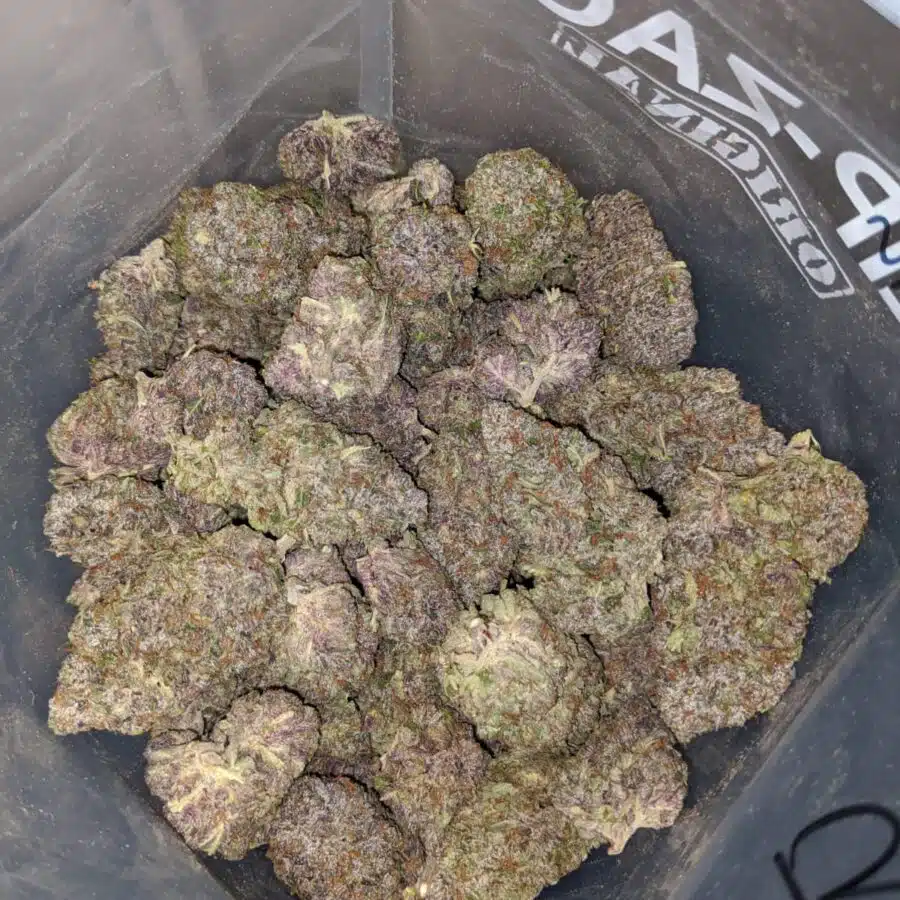 purple tuna aaaa 3 I Purple Tuna AAAA+