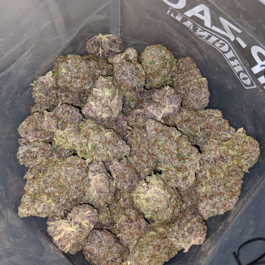 purple tuna aaaa 4 I Purple Tuna AAAA+