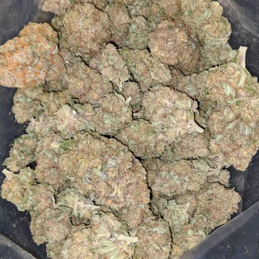 snow white 1 I $62 Oz - Snow White
