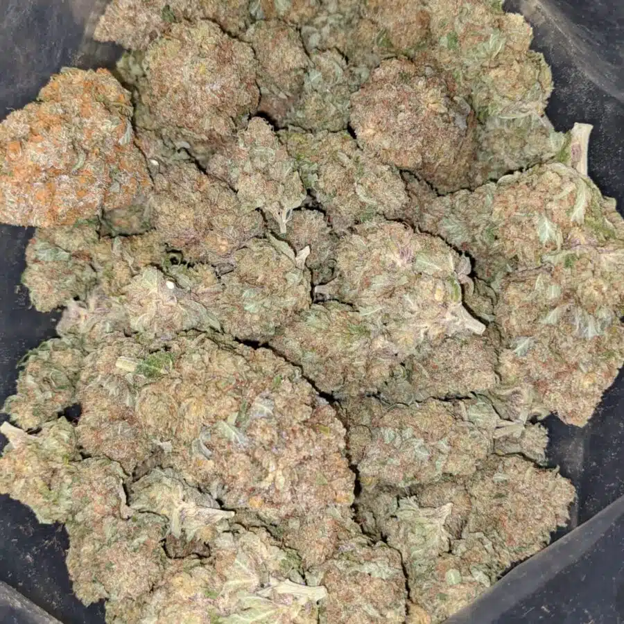 snow white 2 I $62 Oz - Snow White