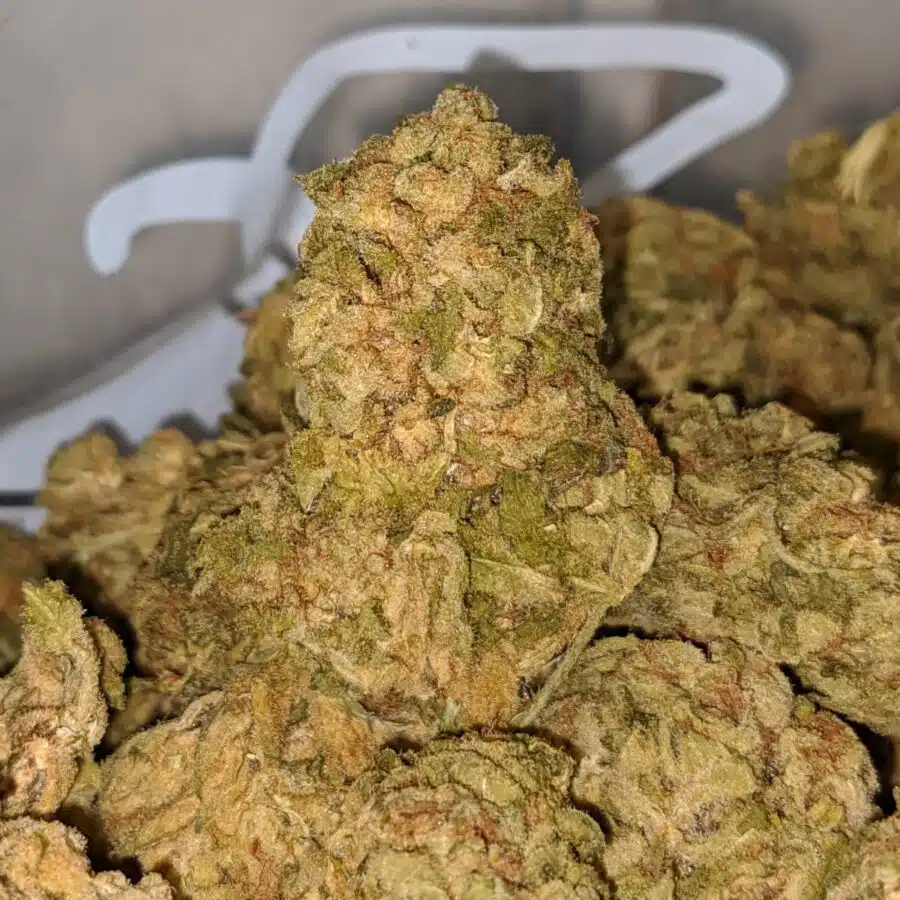 sour crack aa 1 I Sour Crack AA+
