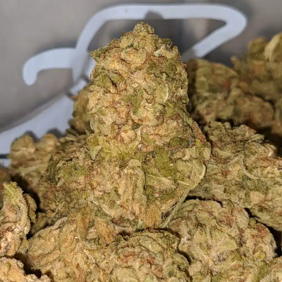 sour crack aa 2 I Sour Crack AA+