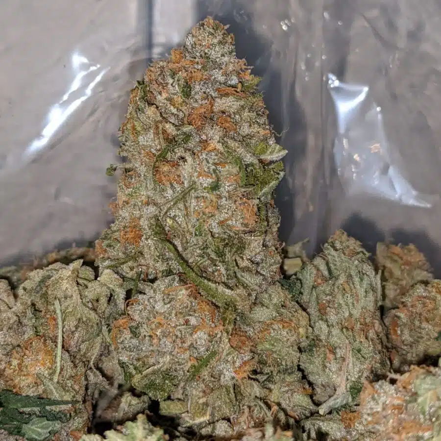 sour lemon candy dod 1 I Super Lemon OG
