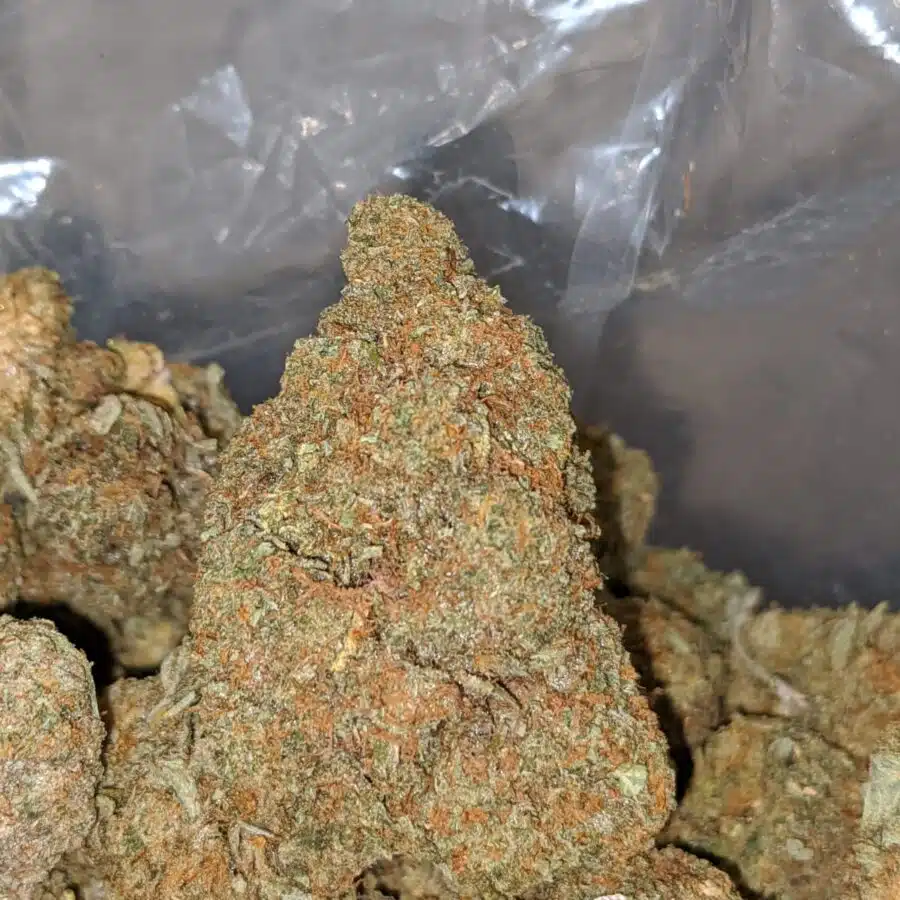 sticky monster dod 1 I Sticky Monster - *Deal Of The Day*