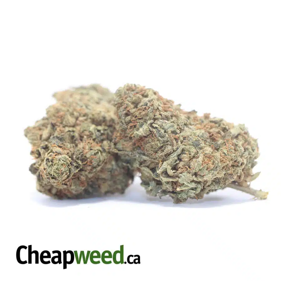Alternative view of AA+ Black Haze