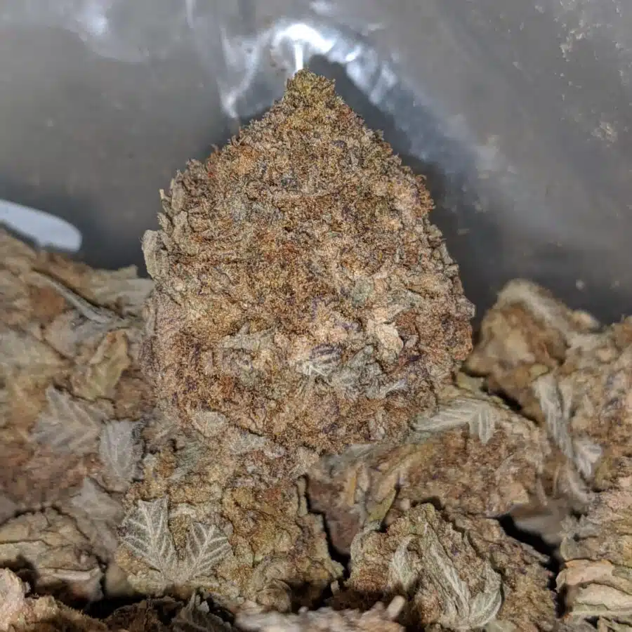 AA Purple Shit XD 1 I AA+ Purple Shit XD
