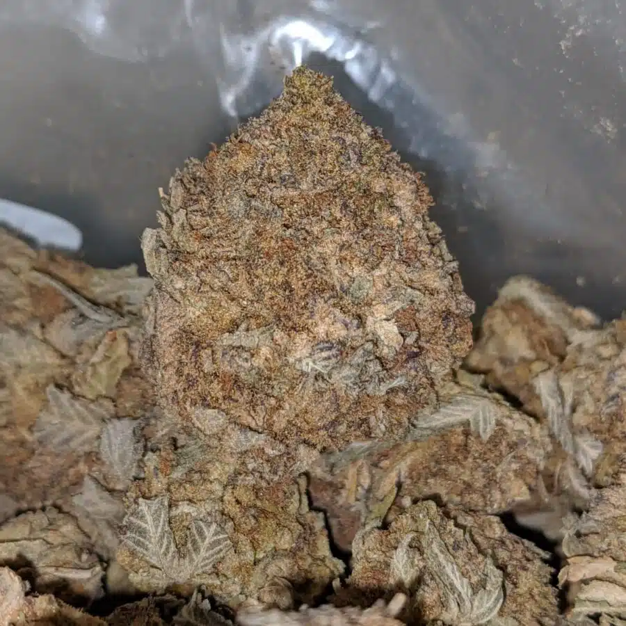 AA Purple Shit XD 2 I AA+ Purple Shit XD