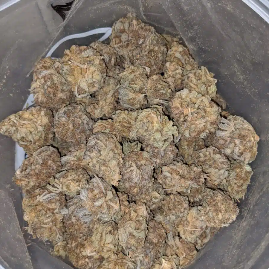 AA Purple Shit XD 3 I AA+ Purple Shit XD