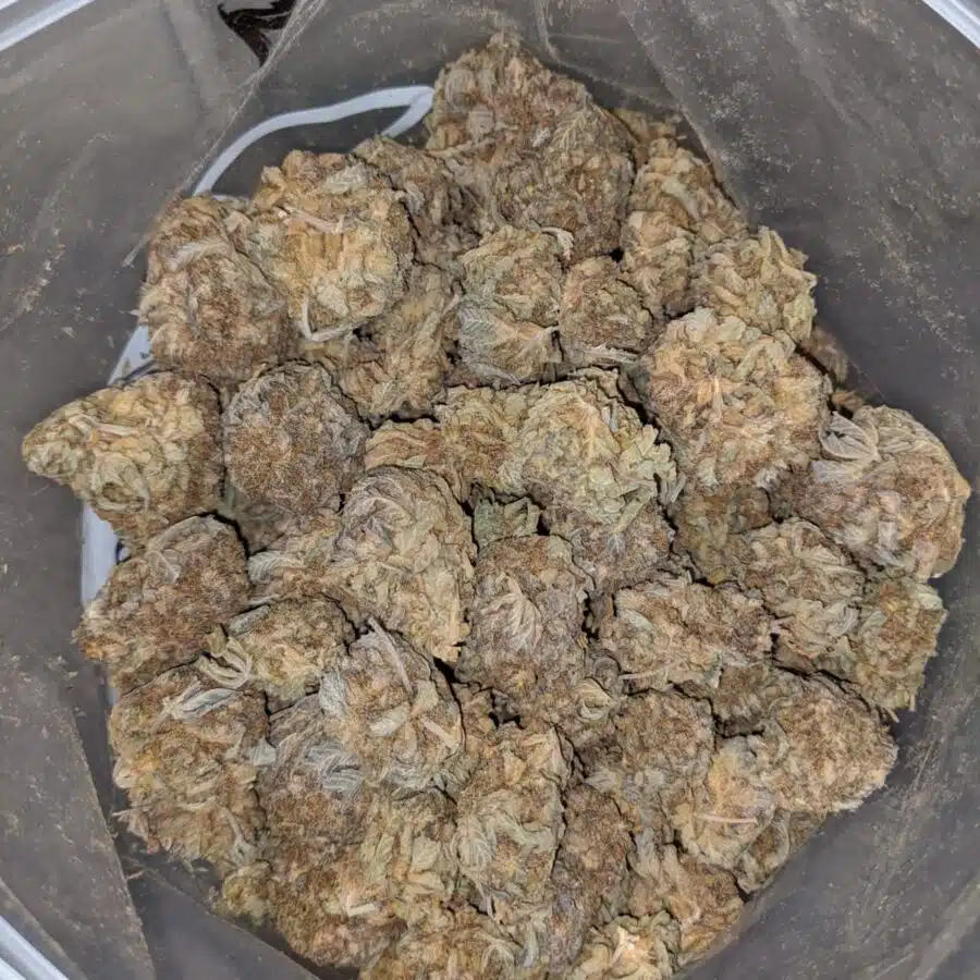 AA Purple Shit XD 4 I AA+ Purple Shit XD