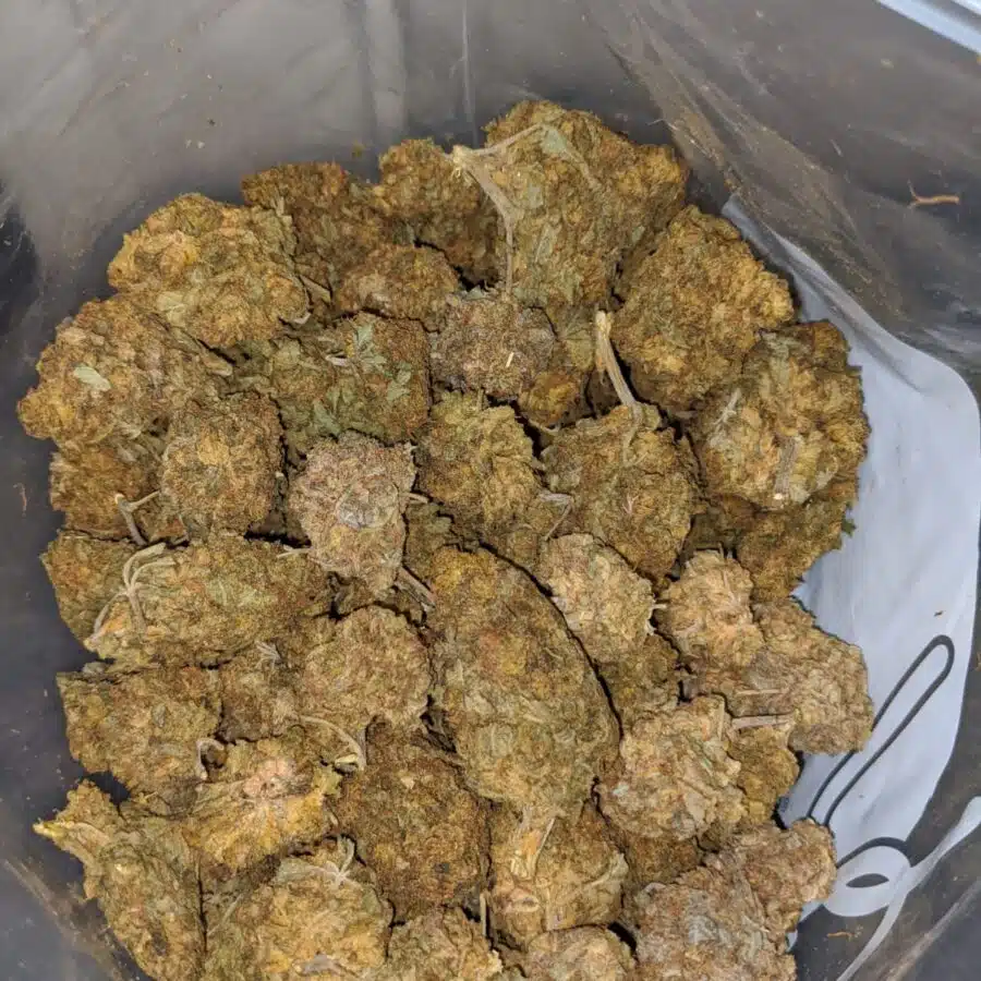 AA SOUR WHISKEY 4 I AA+ Earth OG
