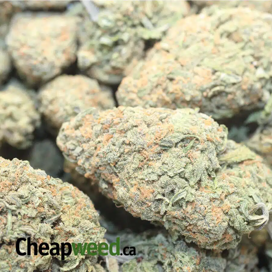 ATF DOD 1 I Alaskan Thunderfuck - *Deal of the Day*
