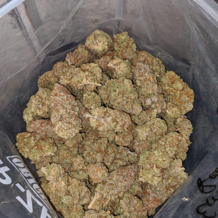 BC BIG BUD 3 I Kings Crack