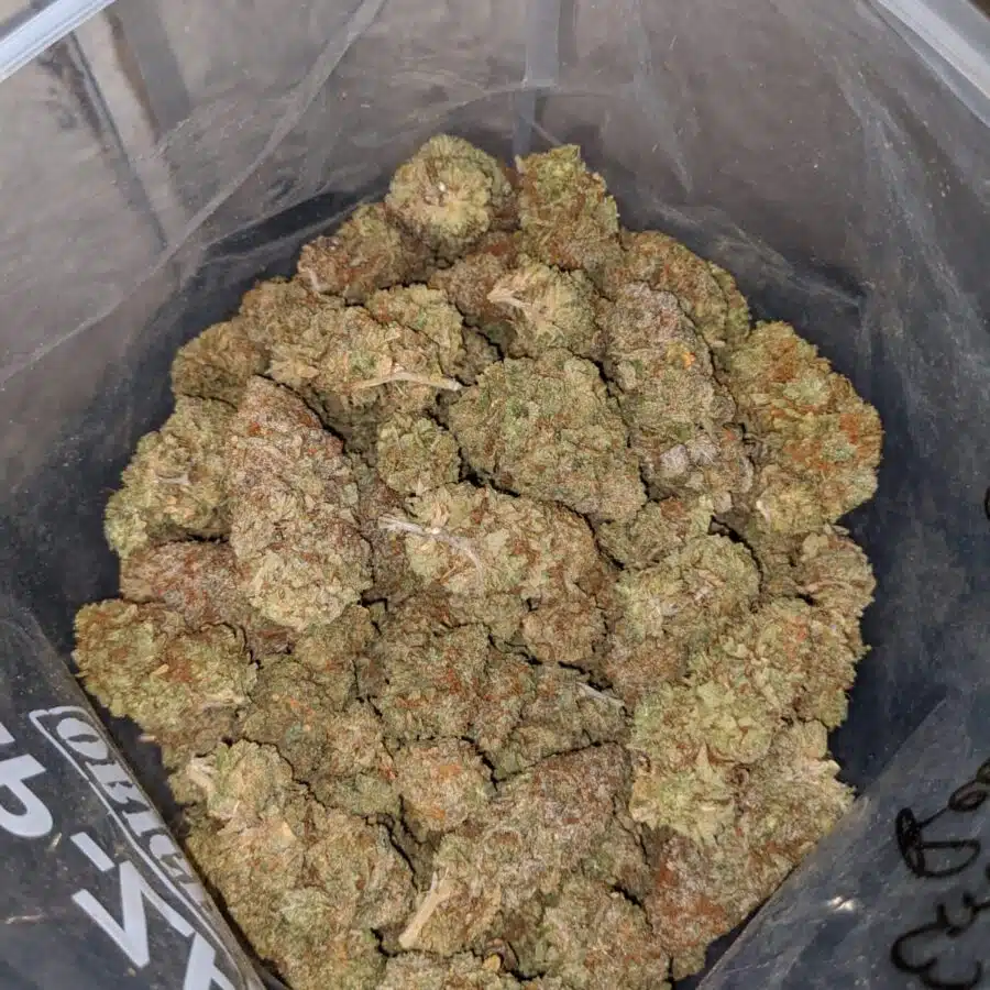 BC BIG BUD 3 I Kings Crack
