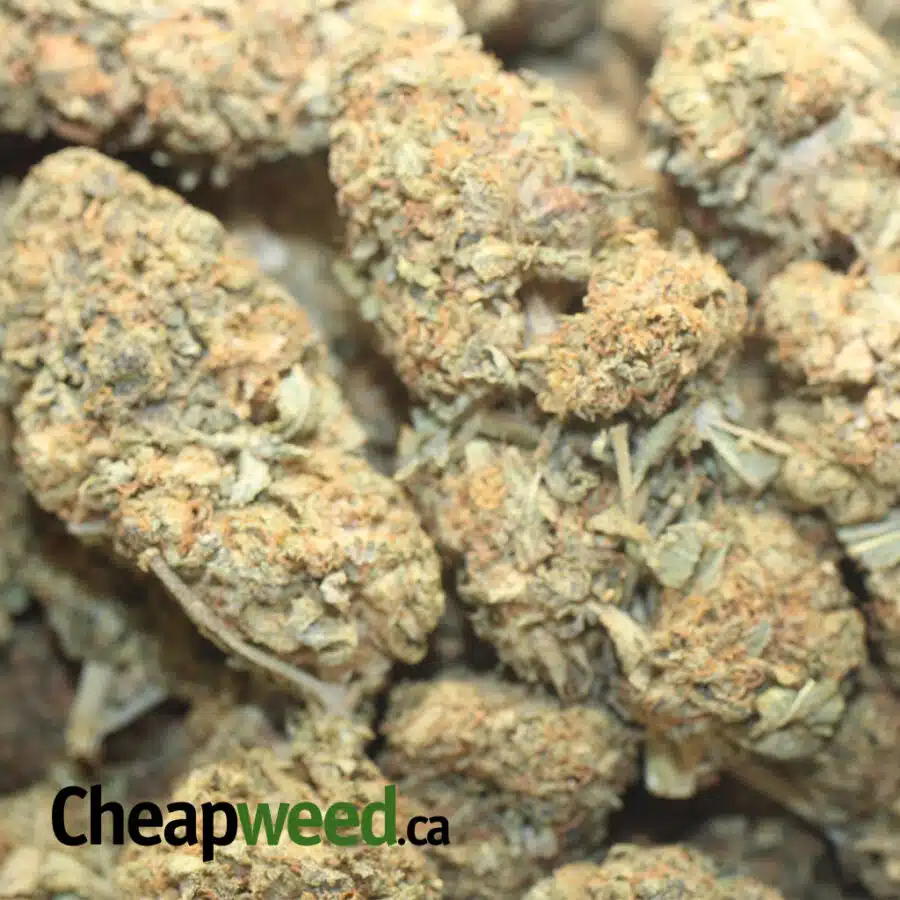BLACK KUSH AA 4 I Black Kush AA+