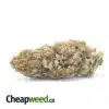 Black Kush AA+