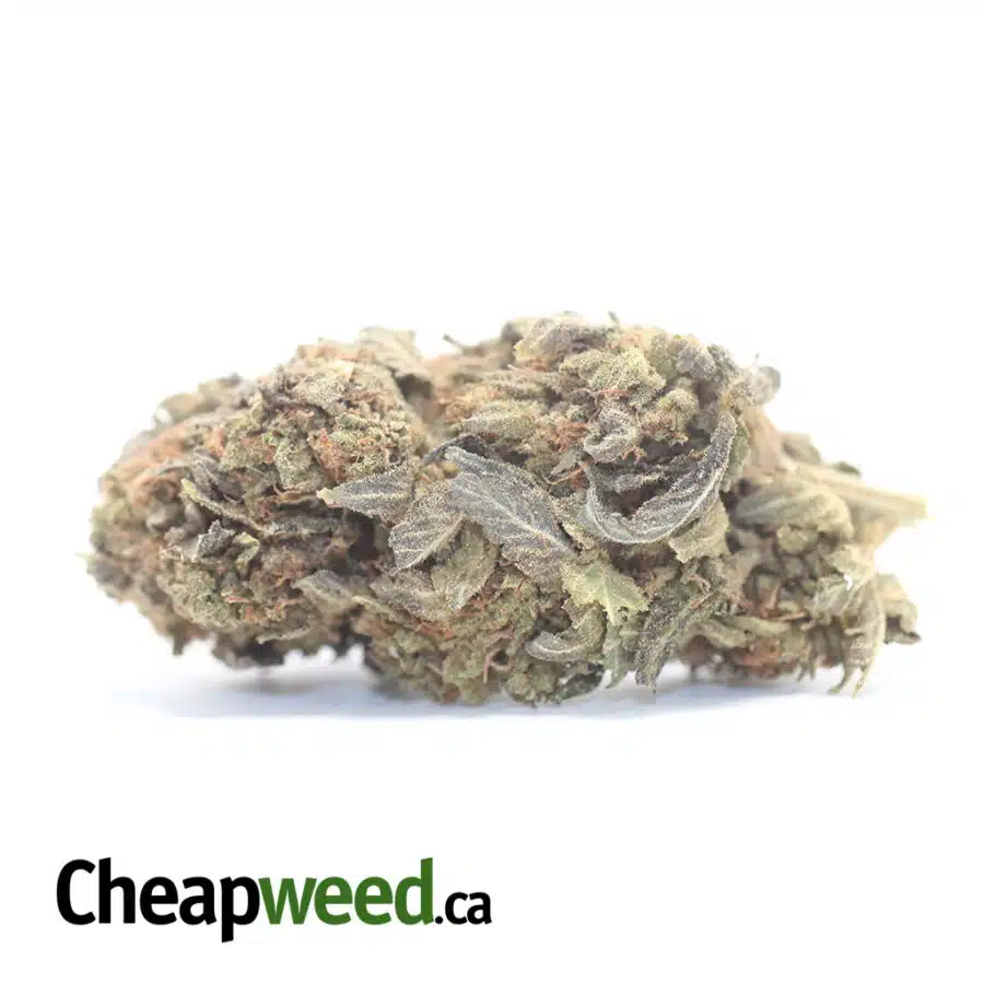 Black Oracle - *Deal Of The Day*