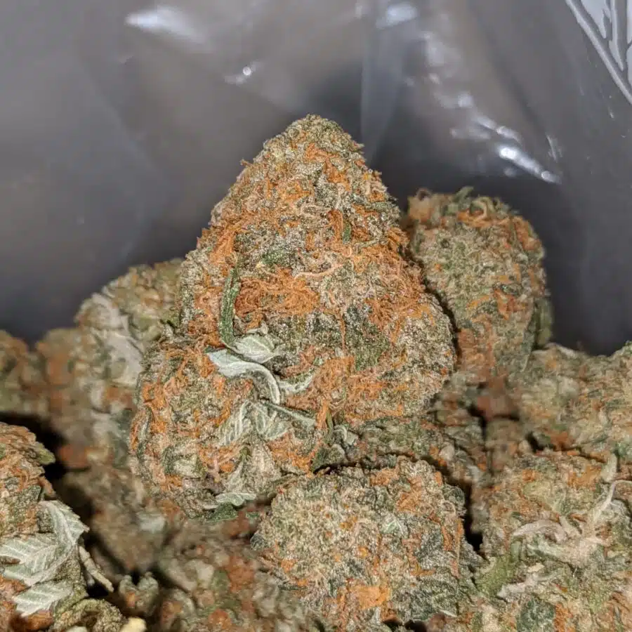BUBBA CONGO 1 I Rock Bud