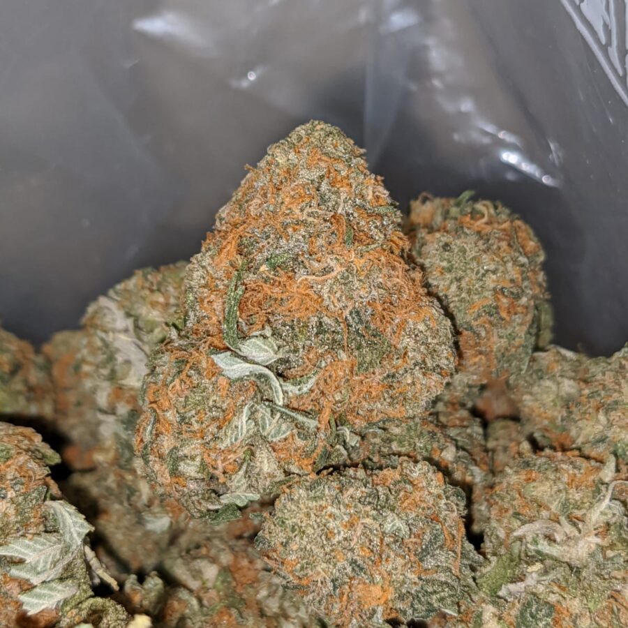 BUBBA CONGO 2 I Rock Bud