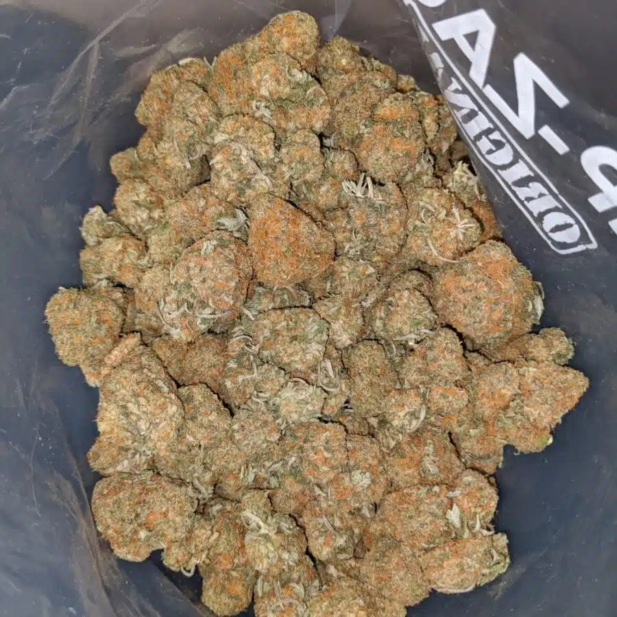 BUBBA CONGO 3 I Rock Bud