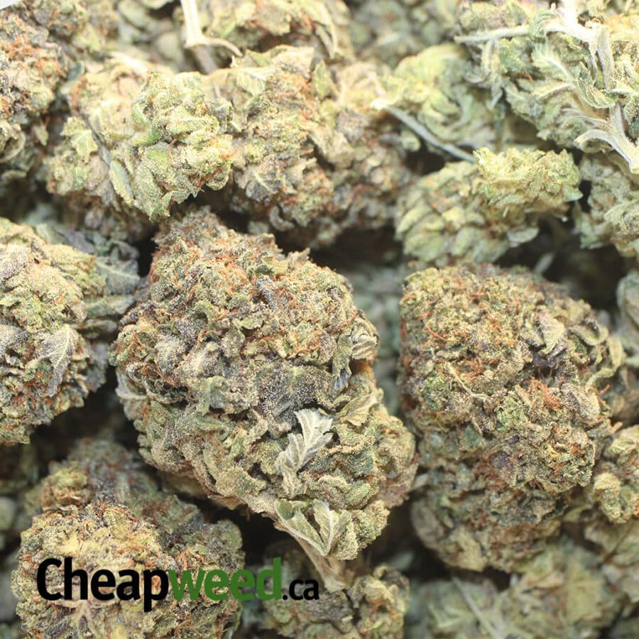 BUBBA PINK 1 I Bubba Pink