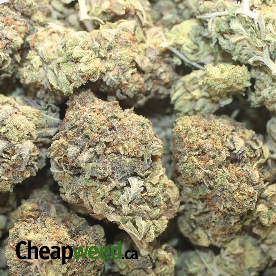 BUBBA PINK 1 I Bubba Pink