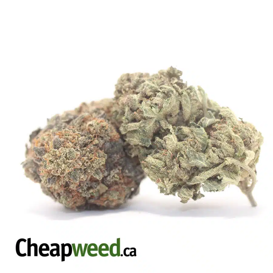Alternative view of Bubba Pink