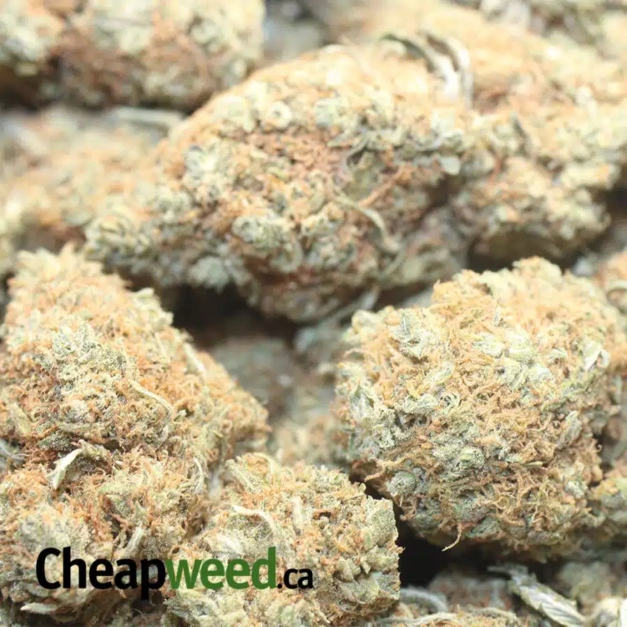 CHEAP CONGO AA 1 I Cheap Congo AA+