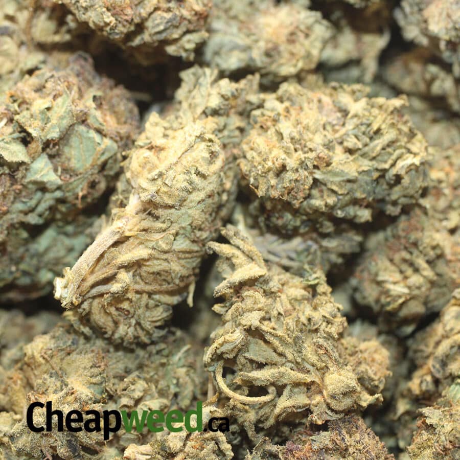 CHEAP INDICA 1 I Cheap Indica