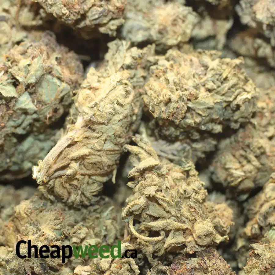 CHEAP INDICA 1 I Cheap Indica