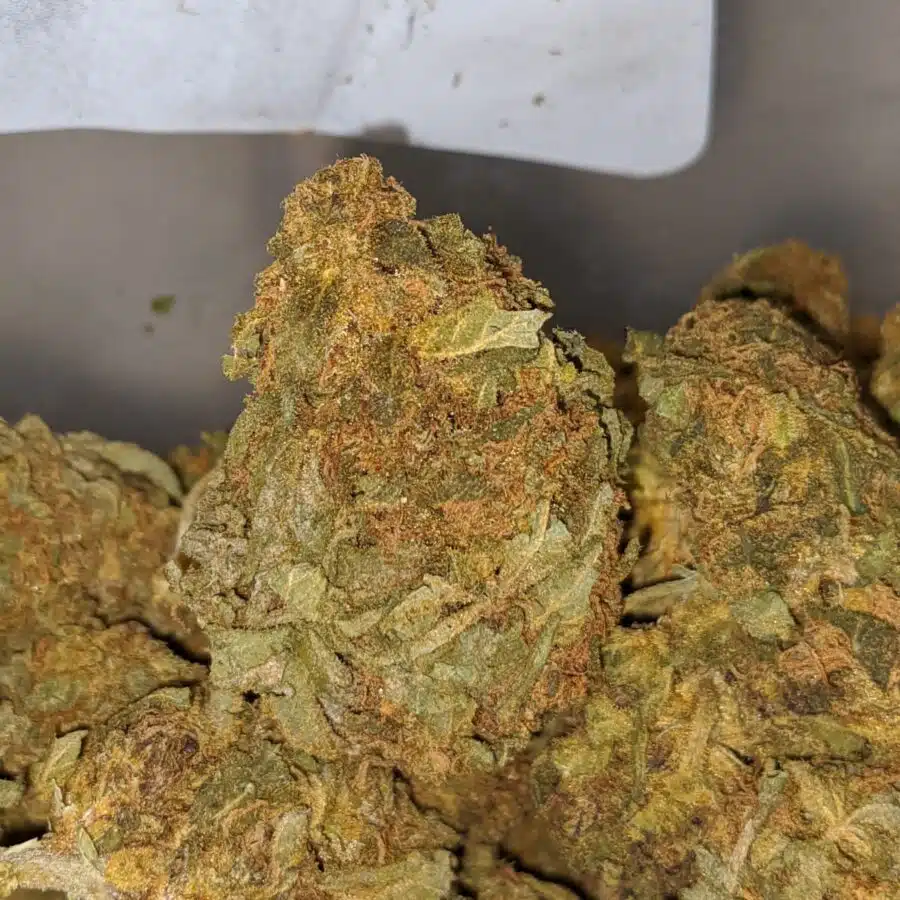 CHEAP KUSH AA 1 I Goblin AA+