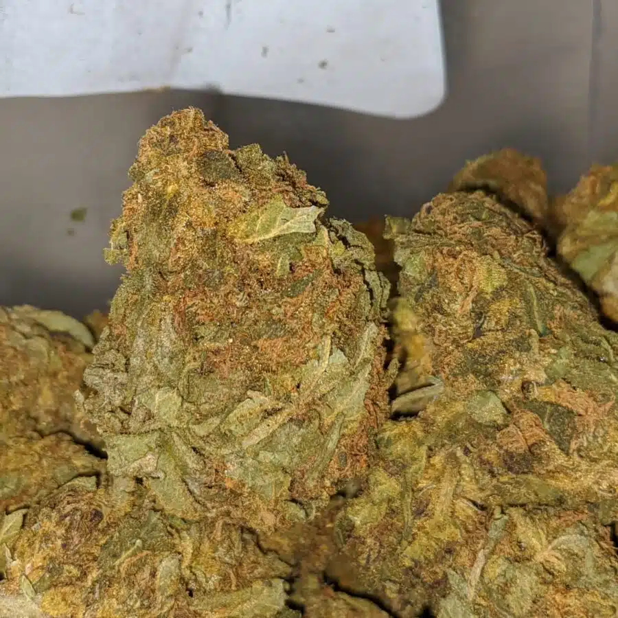 CHEAP KUSH AA 2 I Goblin AA+