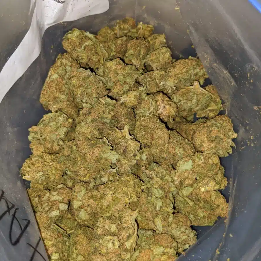 CHEAP KUSH AA 4 I Goblin AA+