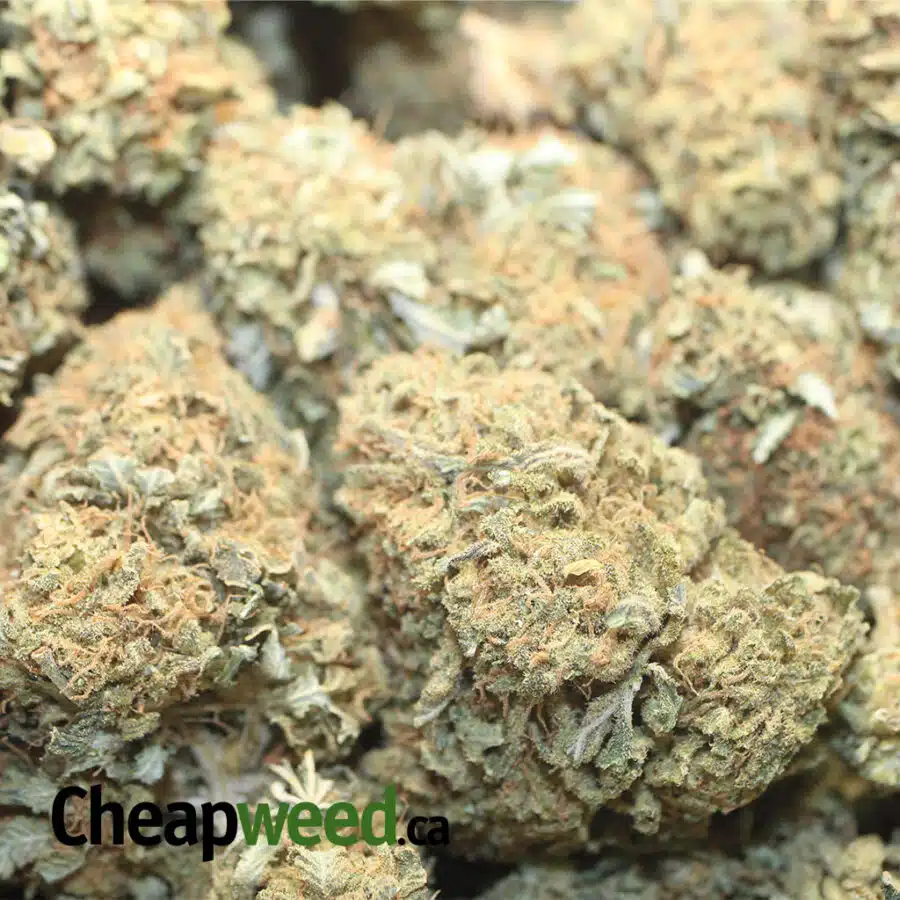 CHEAP PINEAPPLE DIESEL 1 I Cheap Pineapple Diesel
