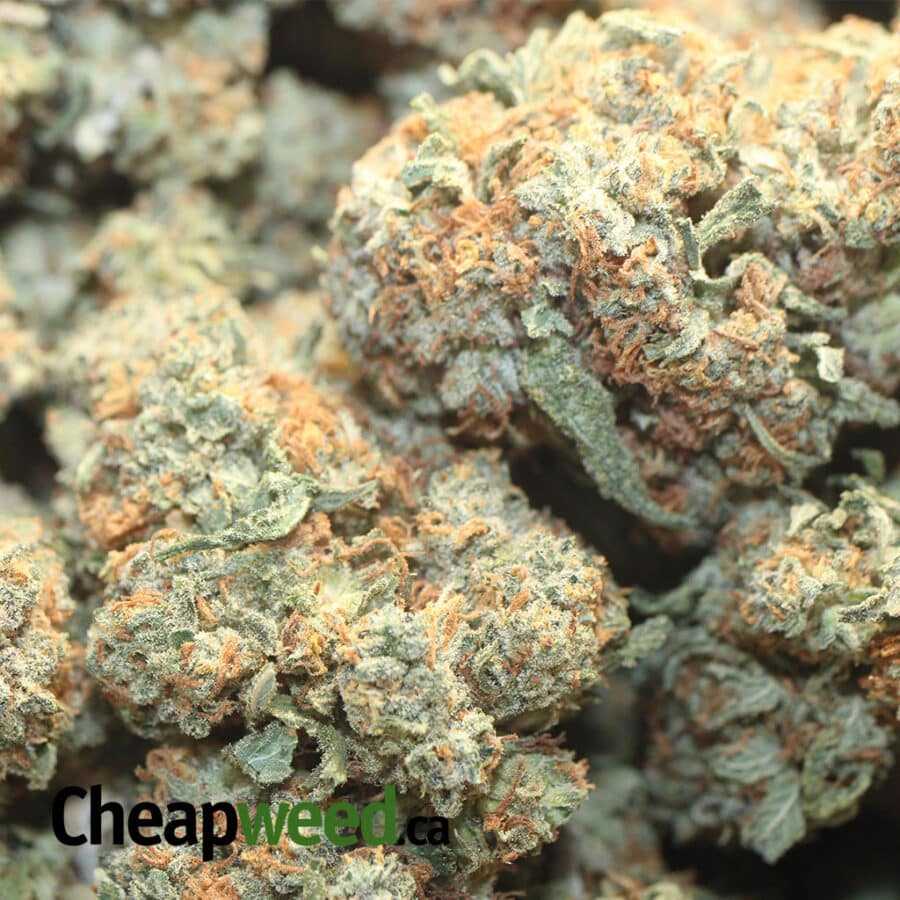 G13 CLASSIC 1 I G13 Classic